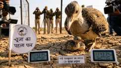 अंडे से बाहर आए चूजे को मिली जेड प्लस सिक्योरिटी, 24 घंटे 50 जवान कर रहे निगरानी, इलाका नो मैंस लैंड घोषित