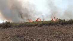 Massive fire in Sugar Mills farm 22 acres of sugarcane burnt to ashes