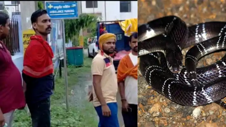 Snake bite - बारिश शुरू होते ही बढ़ गए सर्पदंश के मामले, चार