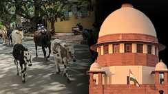 Cow Slaughter