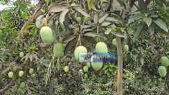 Impact of India Bangladesh tension