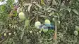 Impact of India Bangladesh tension