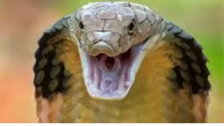 Cobra battallion:कोबरा बटालियन के जवान की सांप काटने से मौत,