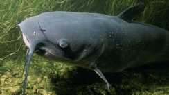 Dangerous Fish Reach Bihar After Nepal Floods Experts Issue Alert