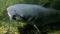 Dangerous Fish Reach Bihar After Nepal Floods Experts Issue Alert