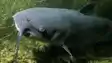 Dangerous Fish Reach Bihar After Nepal Floods Experts Issue Alert