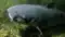 Dangerous Fish Reach Bihar After Nepal Floods Experts Issue Alert