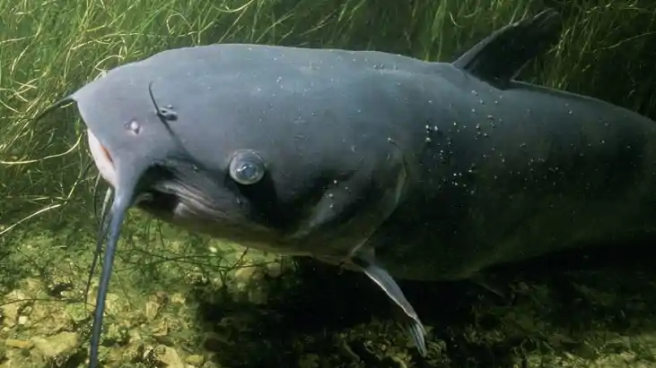 Dangerous Fish Reach Bihar After Nepal Floods Experts Issue 
