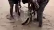Bihar News : नेपाल की बाढ़ के बाद गंडक नदी में आईं अज्ञात और असामान्य मछलियां, बगहा प्रशासन ने लोगों से की अपील, कहा....