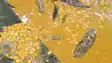 Dead Lizard Found in Midday Meal 31 Muzaffarpur Kids Ate It