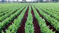 Bihar News : कम जमीन, अधिक मुनाफा ! छोटे किसानों के लिए वरदान साबित होंगी हल्दी और ओल की खेती, सरकार देगी बाजार और तकनीक का साथ 