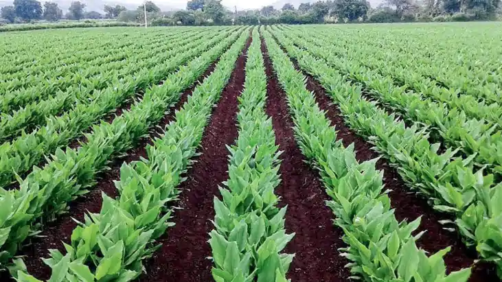 Bihar News : कम जमीन, अधिक मुनाफा ! छोटे किसानों के लिए वरदा