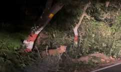 बिहार का कश्मीर' बना वाल्मीकि टाइगर रिजर्व: गोबर्धना जंगल में बाघ, तेंदुआ और भालू का दीदार कर रोमांचित हो रहे पर्यटक