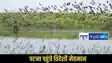 Patna migratory birds