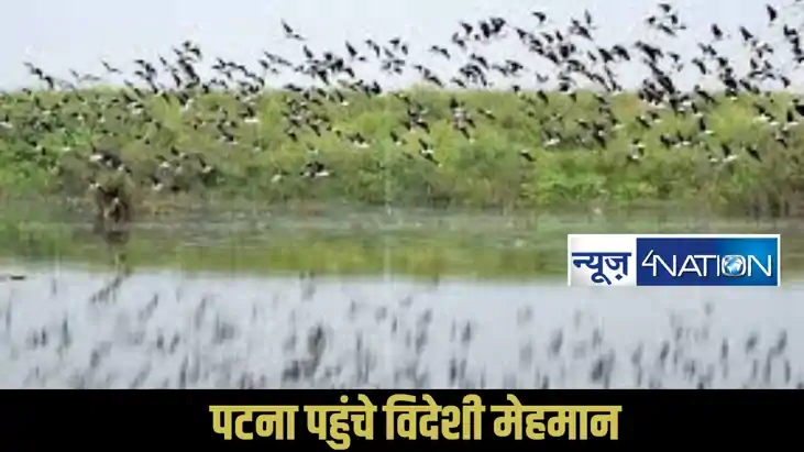 Patna migratory birds