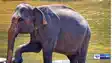 Zoo s pride Mala dies