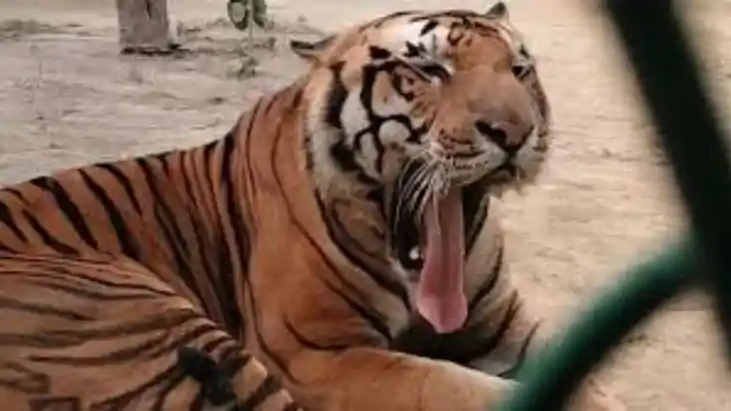 बाघ के पंजों तले मौत, टाइगर रिजर्व छोड़ गांव पहुंचा खूंखार श