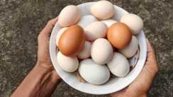 Fake Egg