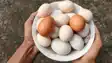 Fake Egg