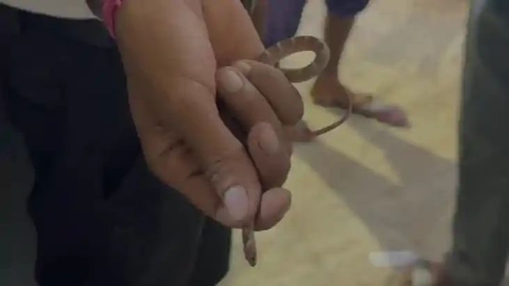 Snake Bite