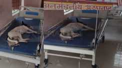 अस्पताल है श्वानगाह?  