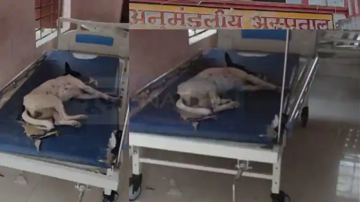 अस्पताल है श्वानगाह? अस्पताल है श्वानगाह?