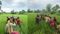 Wall Blocks Village Road Sick Man Carried Over Barrier in Bihar