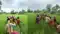 Wall Blocks Village Road Sick Man Carried Over Barrier in Bihar