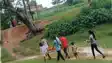Bee Swarm Kills Banka Woman After Delayed Hospital Transport