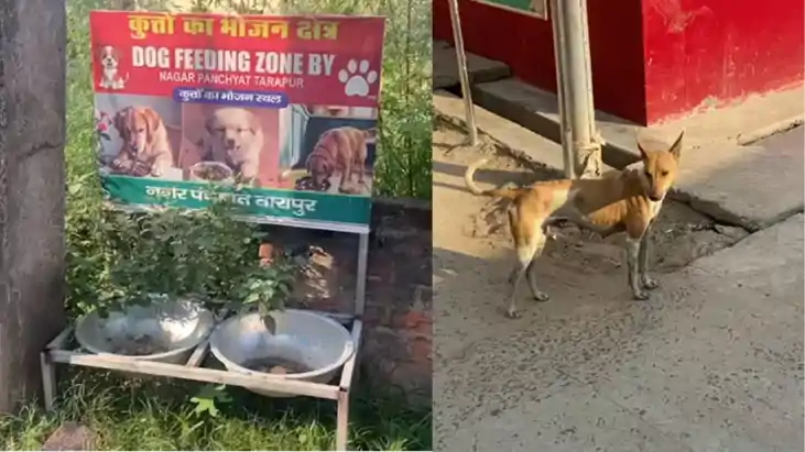 बेजुबानों के लिए शुरू हुई 'फूड प्वाइंट' योजना पड़ी ठप, सिस्टम