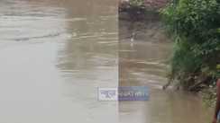 Gharial Sparks Panic Among Sawan Devotees at Muzaffarpur Ghat