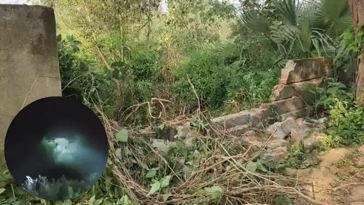 हाथियों का झुंड 