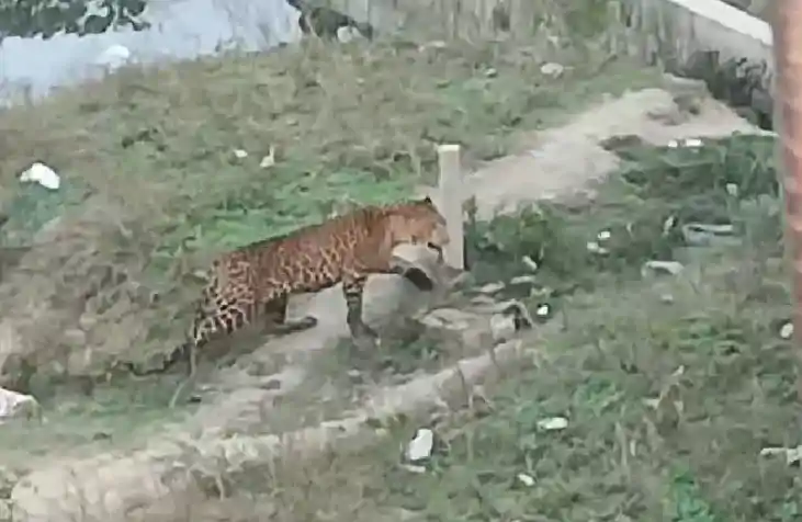 बाजार में तेंदुआ दिखने से मची अफरा-तफरी, 2 युवक घायल, लोगों 