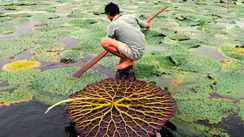 Bihar News : बाढ़, जलजमाव और दलदल… फिर भी लाखों की कमाई, जानिए मखाना ने कैसे बदली किसानों की किस्मत