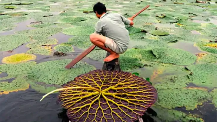 Bihar News : बाढ़, जलजमाव और दलदल… फिर भी लाखों की कमाई, जान