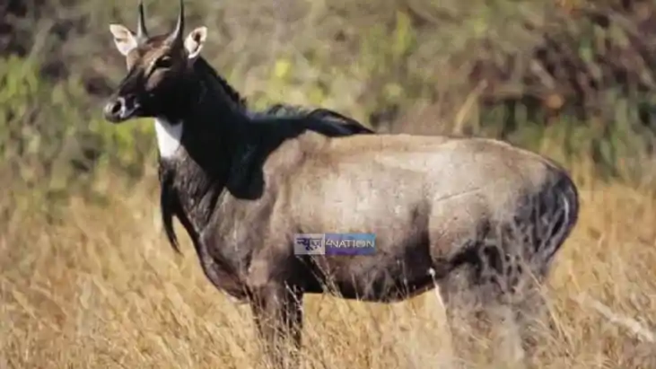 Nilgai in Bihar 