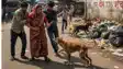Dogs are rampaging in Bihar 776 people are being attacked daily 