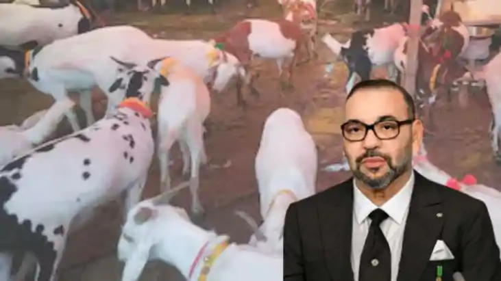 Bakrid 2025 -बकरीद पर नहीं देंगे किसी जानवर की कुर्बानी, 99 Bakrid 2025 -बकरीद पर नहीं देंगे किसी जानवर की कुर्बानी, 99