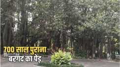 Bihar News : बिहार में है दुनिया का सबसे पुराना बरगद का पेड़, 700 साल है उम्र, 3 साल की वैज्ञानिक रिसर्च और कार्बन डेटिंग से हुआ खुलासा