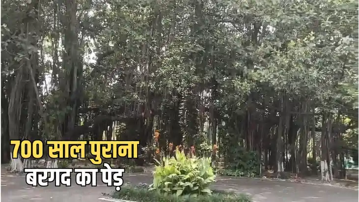 Bihar News : बिहार में है दुनिया का सबसे पुराना बरगद का पेड़,