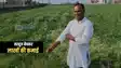 Bihar News : गया का यह किसान तरबूज बेचकर कर रहा लाखों की कमाई, पटना सहित कई शहरों में हैं डिमांड, जानिए खेती में कितनी आती है लागत