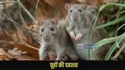 Indore hospital rats attack