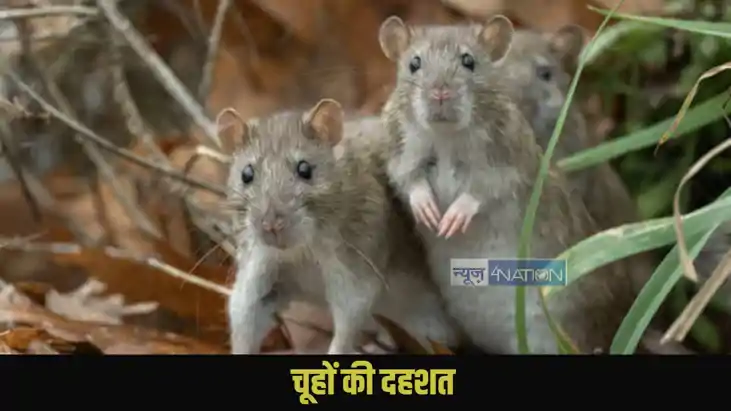 Indore hospital rats attack Indore hospital rats attack