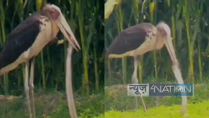 बिहार के अररिया में गरुड़ और कोबरा की दुर्लभ लड़ाई का वीडियो