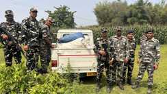 बिहार-नेपाल बॉर्डर पर SSB का 'सर्जिकल स्ट्राइक': भारी मात्रा में गांजा, नशीली दवाएं और खेप बरामद; तस्करों के नेटवर्क में खलबली