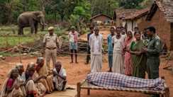 Elephants rampage in Jharkhand