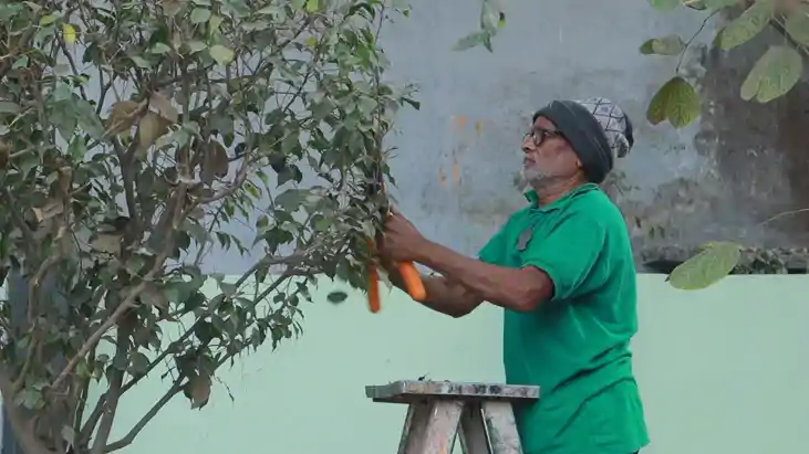 मिलिए बिहार के इकलौते प्लांट कर्टर से, हाथी, घोड़ा, ऊट, सोफा