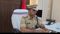 मोतिहारी पुलिस का मेगा एक्शन : 13 बड़े अपराधियों पर इनाम घोषित, फरार आरोपियों के घरों पर कुर्की का इश्तेहार चस्पा
