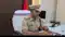 मोतिहारी पुलिस का मेगा एक्शन : 13 बड़े अपराधियों पर इनाम घोषित, फरार आरोपियों के घरों पर कुर्की का इश्तेहार चस्पा