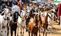 Morocco Ban on sacrifice 